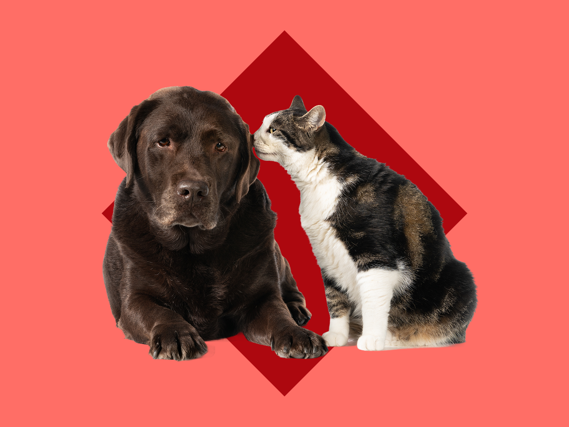Um labrador chocolate e um gato preto e branco se abraçam em um fundo vermelho.
