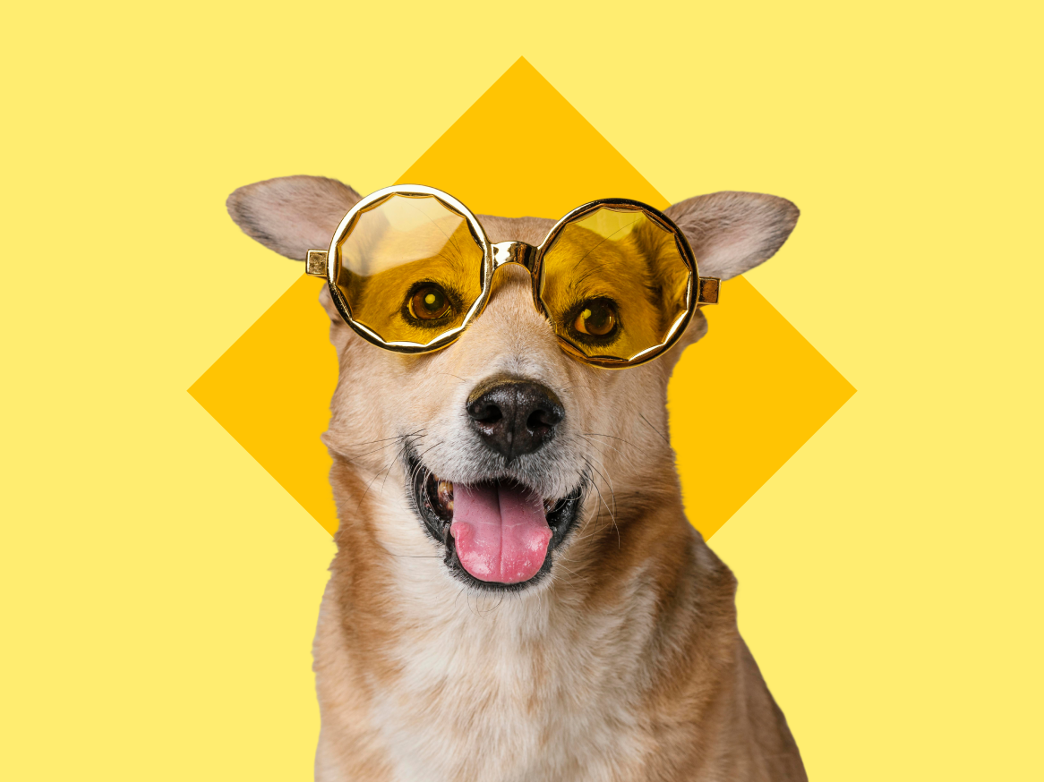 Cão sorridente usando óculos de sol amarelos e dourados.