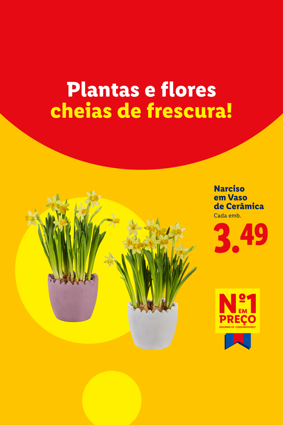 Plantas e flores cheias de frescura! Narciso em vaso de cerâmica por 3,49€.