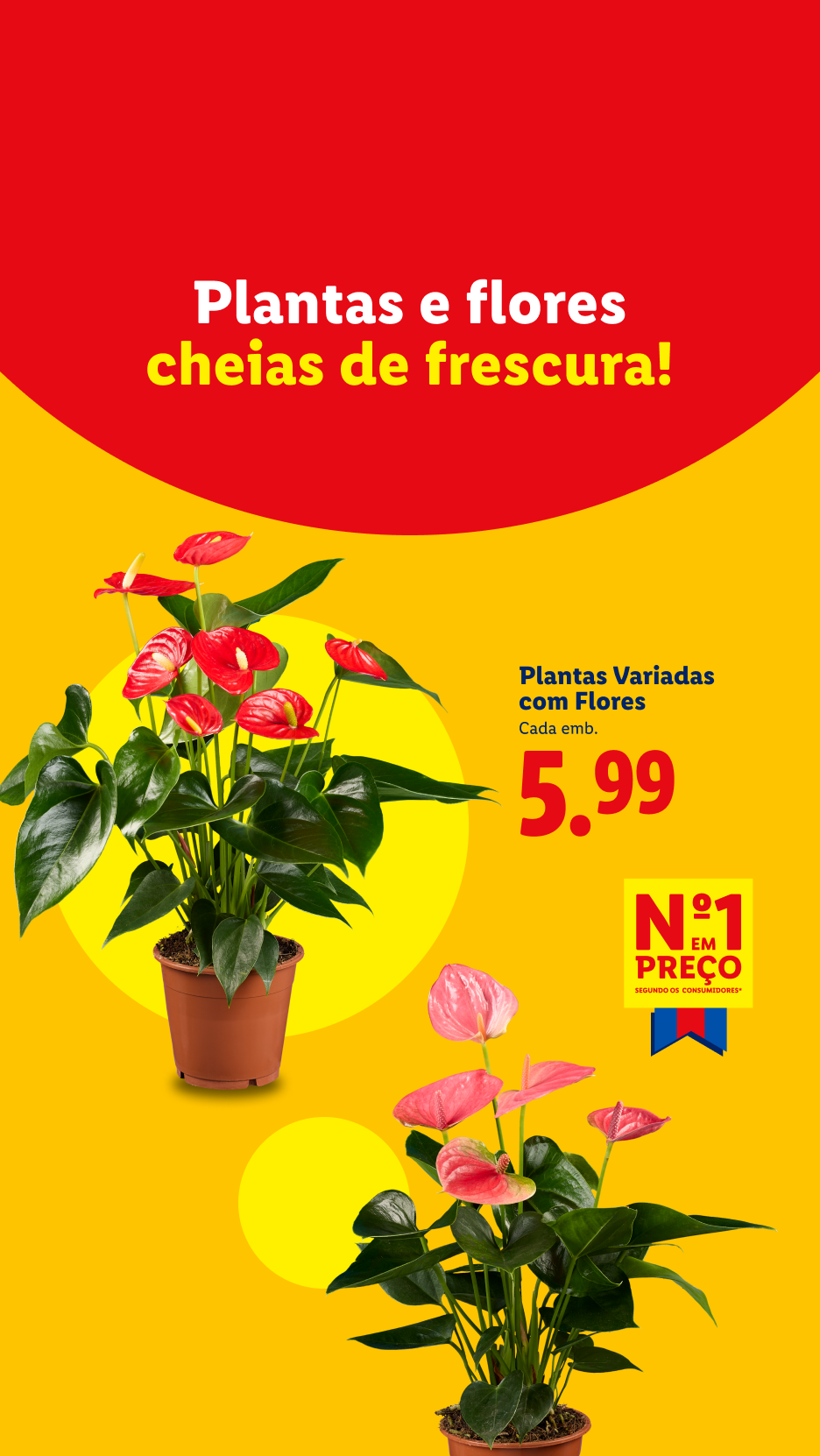 Plantas e flores variadas com flores, a 5,99€ cada, com o melhor preço.