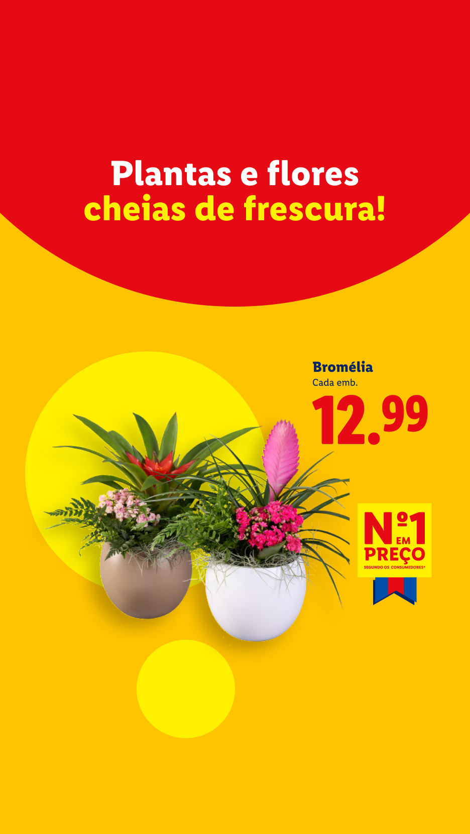 Plantas e flores cheias de frescura, com bromélias a 12,99€, número 1 em preço.