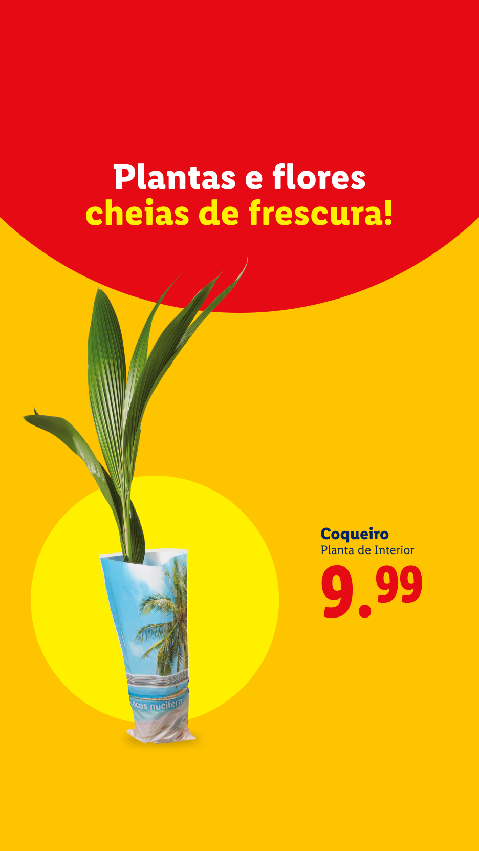 Anúncio de plantas e flores frescas, com um coqueiro de interior a 9,99€.