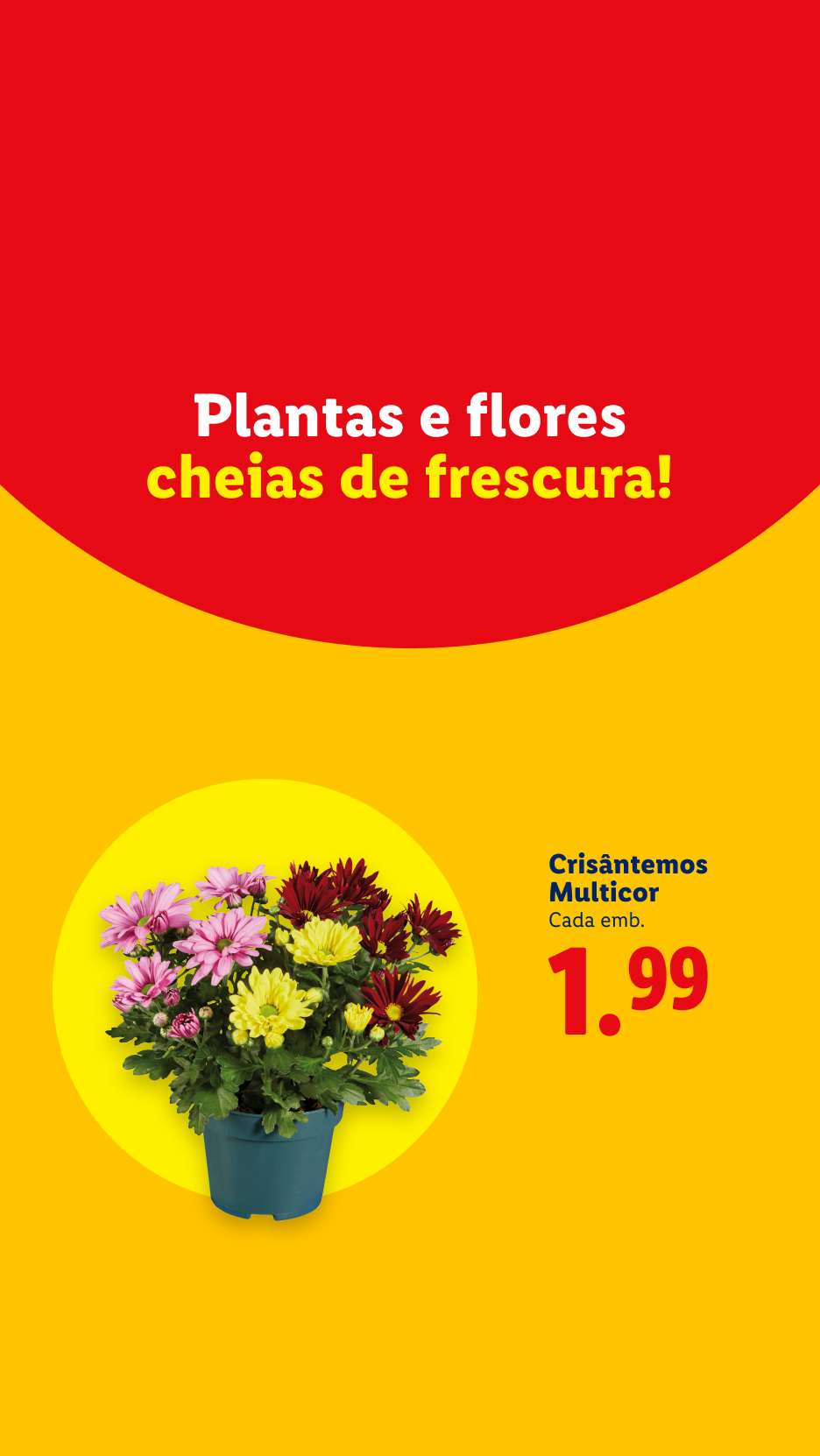 Plantas e flores cheias de frescura! Crisântemos Multicor por 1,99€ cada.