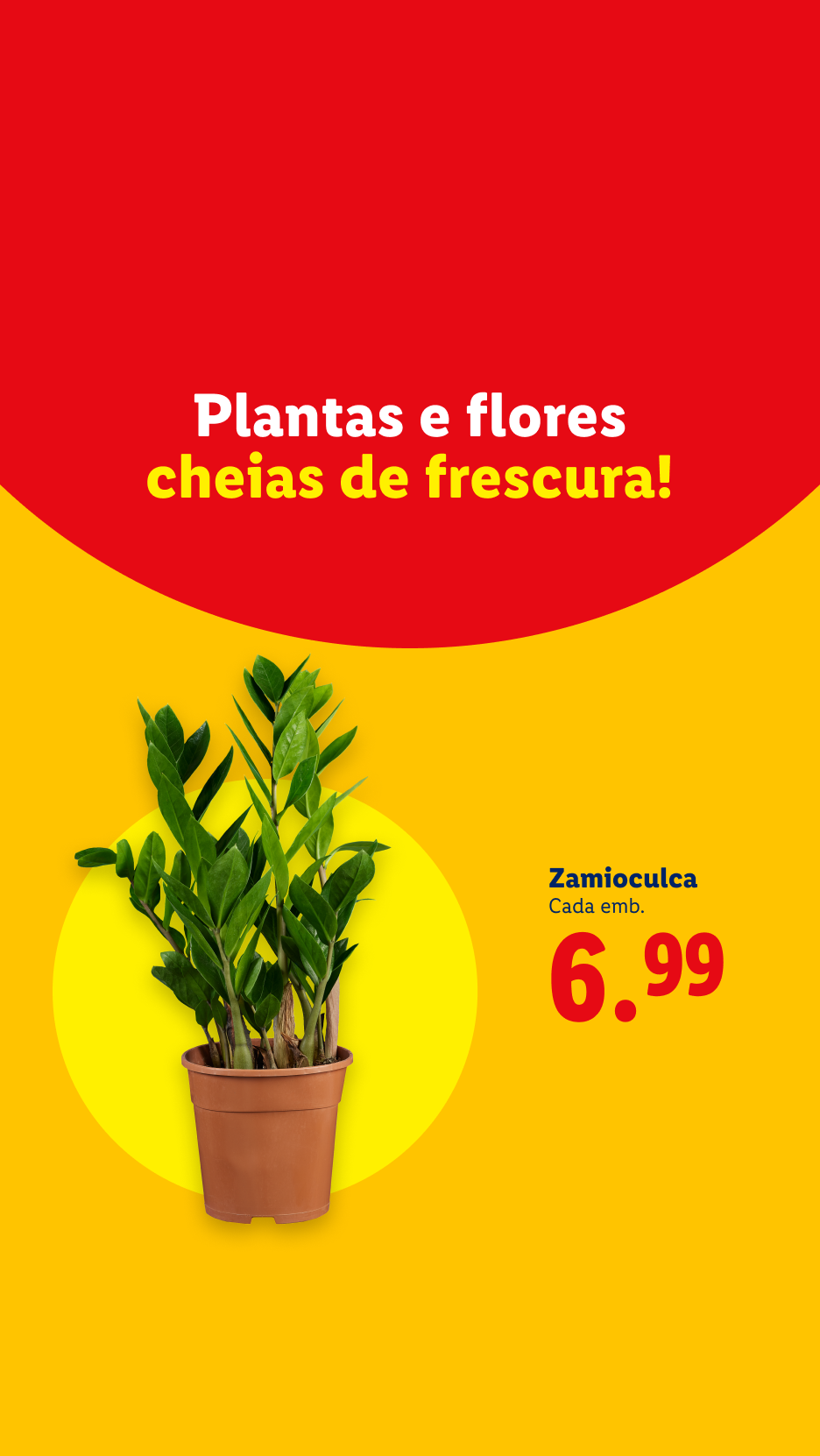 Plantas e flores frescas, com uma zamioculca em destaque e preço de 6,99.