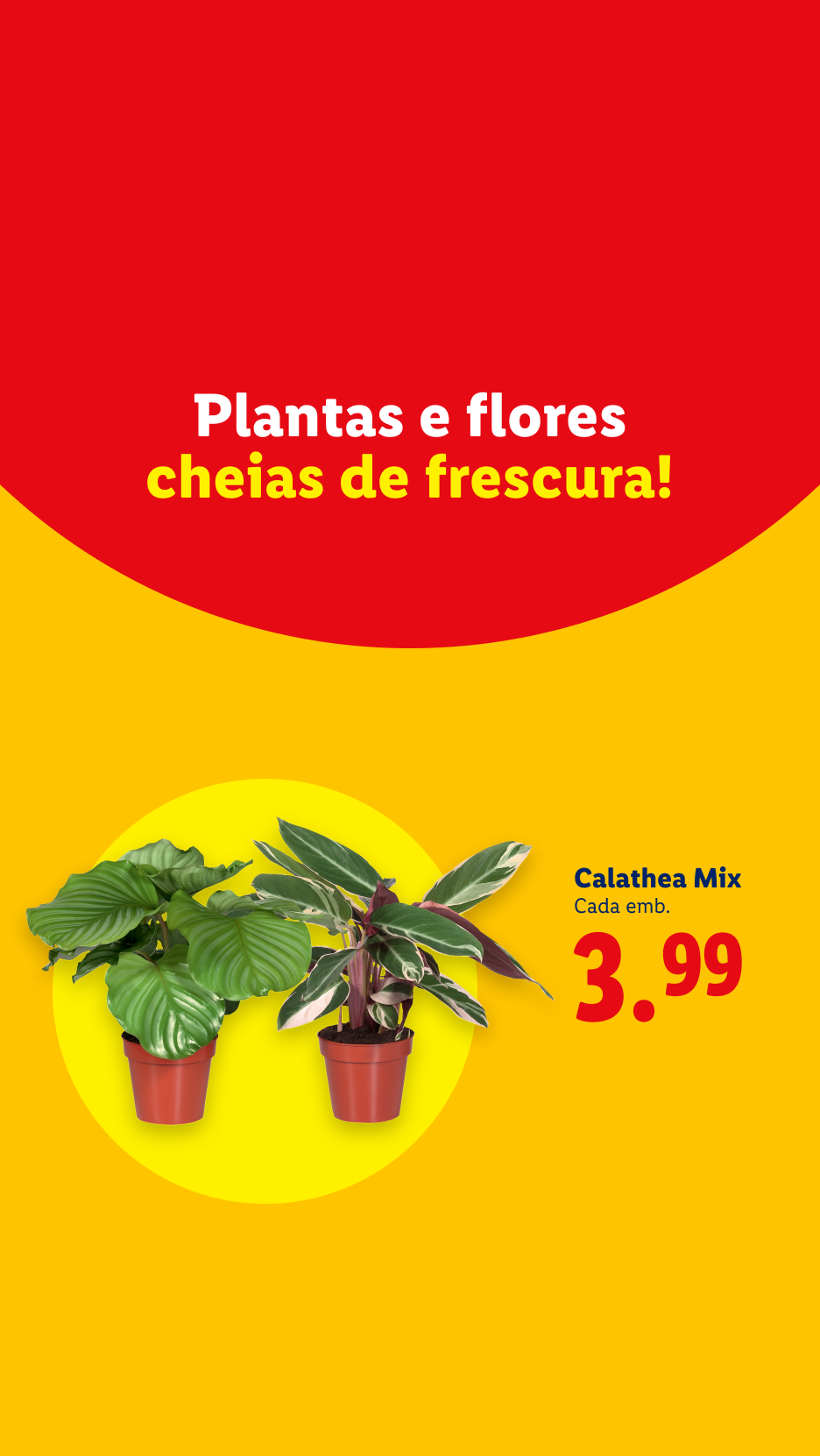 Plantas e flores cheias de frescura, Calathea Mix por 3,99€.