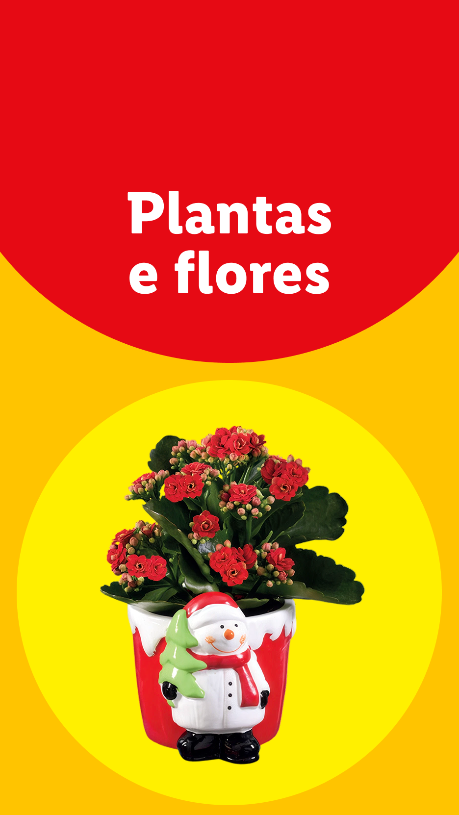 Planta Kalanchoe de flores vermelhas num vaso decorativo de Natal com a figura de um boneco de neve.